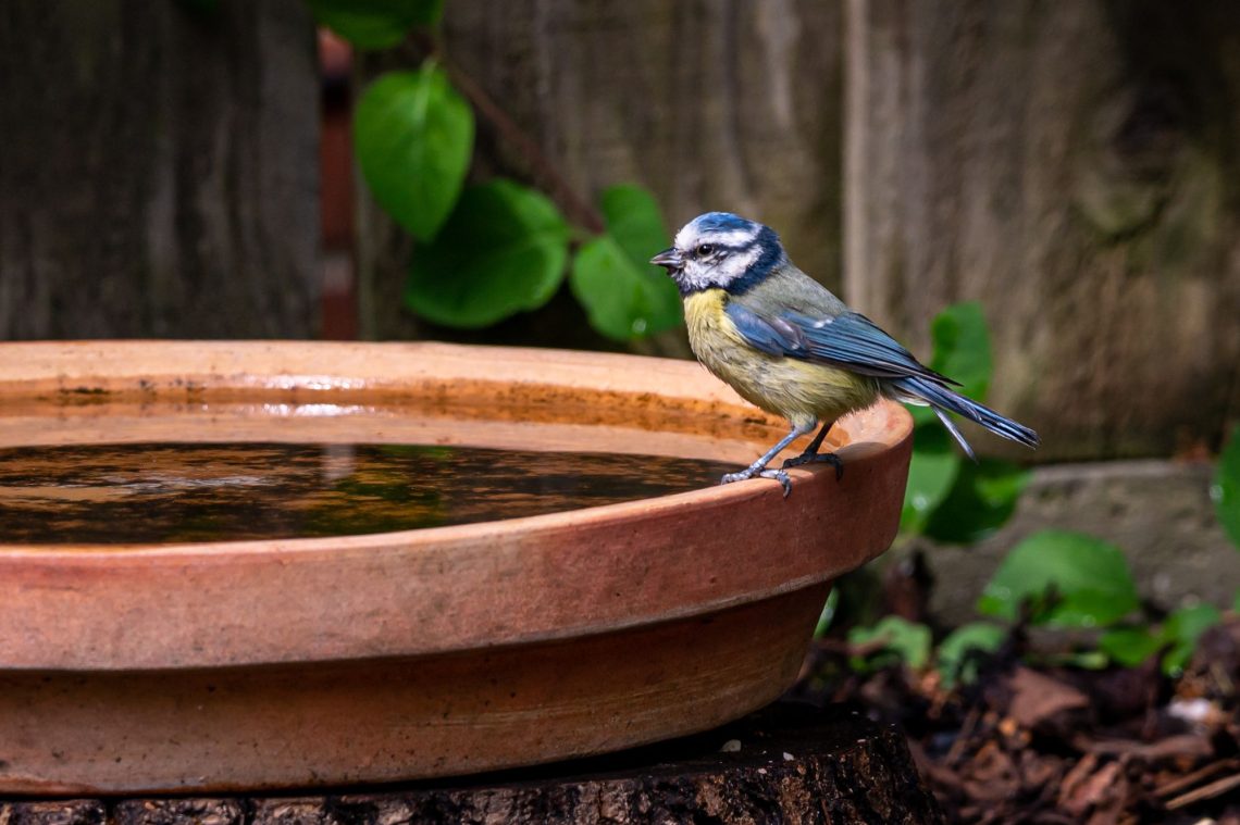 Hoe u dieren in het wild naar uw tuin kunt lokken