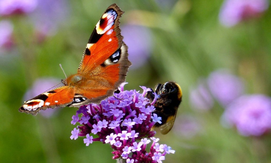 Insecten in een tuin