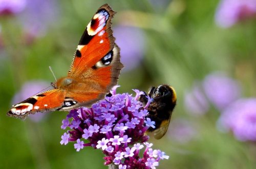 Insecten in een tuin