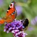 Insecten in een tuin